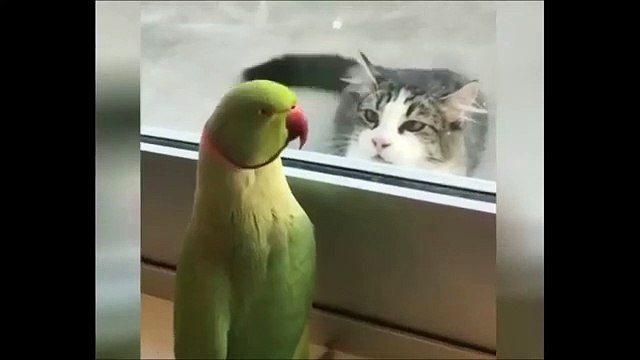 Funny Animals Compilation 2024 | Try Not to Laugh with Cute Dogs & Cats