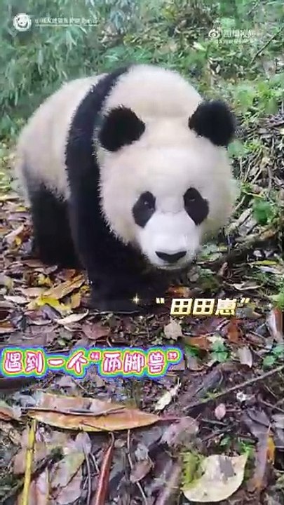 熊猫野化培训小目标之... - @中国大熊猫保护研究中心 的视频 - 视频 - 微博