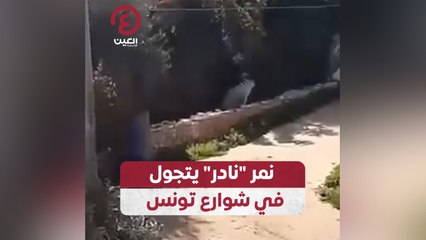 نمر "نادر" يتجول في شوارع تونس