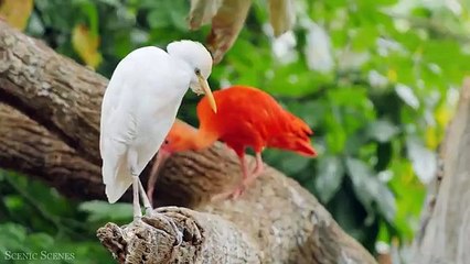 South America In 4K - The World's Longest Mountain, Rainforest and Waterfalls _ Relaxation Film