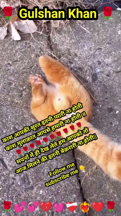 कानून को हाथ मत लगा रे 🐈😺 #shorts #comedy #cat #carryminati #ytshorts