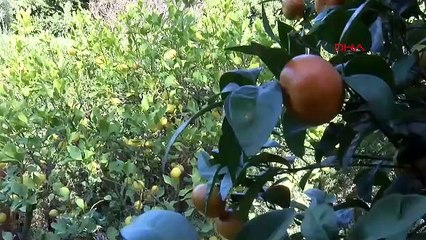 Buda'nın eli, havyar limonu... Burası Türkiye'nin en sıra dışı bahçesi