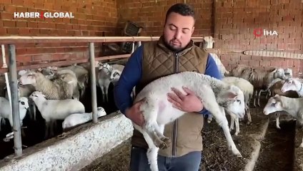 Çanakkale'de akıllara durgunluk veren olay: Kuzu 5 ayaklı dünyaya geldi