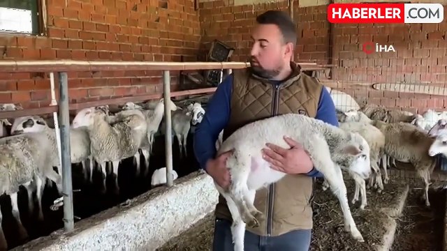 Çanakkale'de Beş Ayaklı Kuzu Dünyaya Geldi