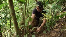 EP.327 - Procurando por comida selvagem na floresta, abrigo de sobrevivência no rio