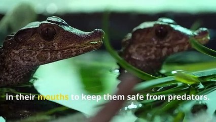 Incredible Crocodile Facts, Dive Into the World of Powerful Reptiles!