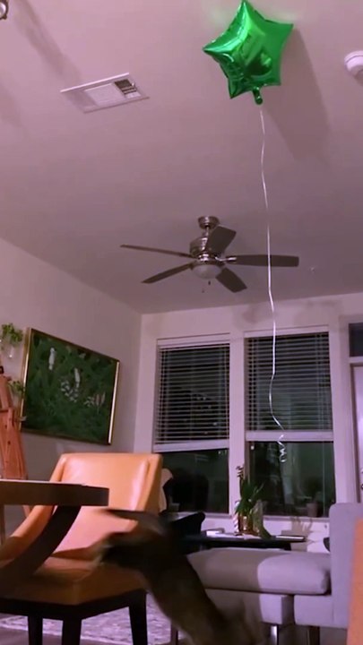 "Hilarious Cat Fails & Epic Reactions – You Won't Stop Laughing!"