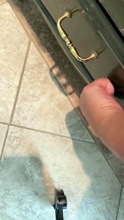 "Hilarious Cat Fails & Epic Reactions – You Won't Stop Laughing!"