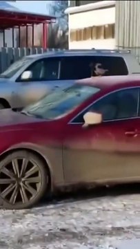 Ce corbeau joue à glisser sur un pare-brise... mieux qu'un toboggan