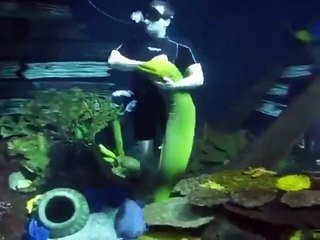 Une murène amoureuse de l'employé qui nettoie l'aquarium