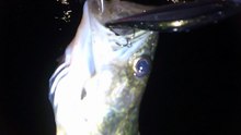 MCH 450 CAUGHT THE BIG ONE AT DICKSON DAM NIGHT FISHING IN THE DARK HOOK LINE AND SINKER BIGGEST FISH OF THE NIGHT REEL THEM IN LIP GRABBER AT WORK .