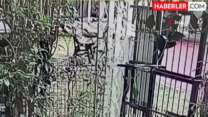 Kız arkadaşına laf attığını iddia ettiği 81 yaşındaki adamı yumruklayarak öldürdü, o anlar kamerada