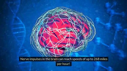 Surprising Facts About the Human Brain #BrainFacts #Neuroscience #Educational