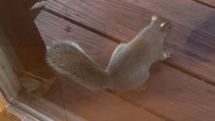 Squirrel guards a feeder against rat's persistent efforts to steal a bite