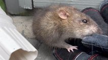 Kindhearted rescuer bravely frees a panicked rat trapped beneath a deck in a gripping operation