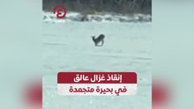 إنقاذ غزال عالق في بحيرة متجمدة
