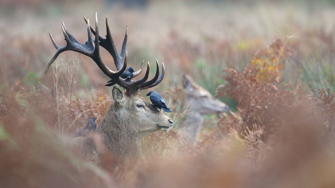 Deer and jackdaws form a unique partnership in this serene wildlife moment filmed in Richmond Park