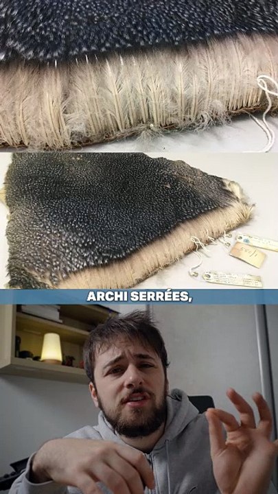 Comment les manchots n'ont pas froid ?