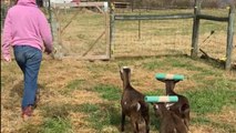 Woman’s pool noodle trick keeps two mischievous goats out of trouble