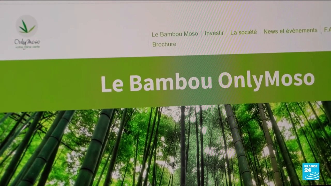 Ces agriculteurs français plantent des bambous pour vendre aux industriels le droit de polluer