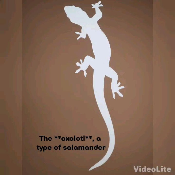 Did you know this about salamanders? 🦎✨