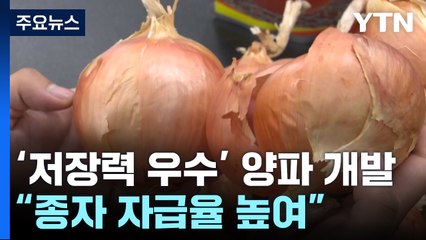 '저장력 우수' 국산 양파 개발..."종자 자급율 높이고 로열티 절감" / YTN