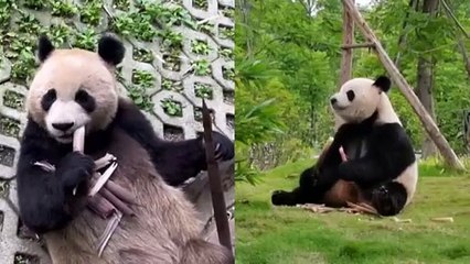 Giant pandas Xing Qiu and Yi Lan receive sweltering reception in Adelaide