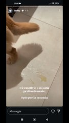 silvio si fa la pipì adosso