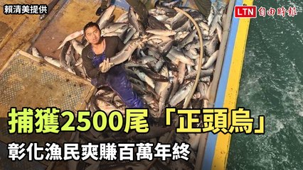 烏金來了！彰化漁民捕獲2500尾「正頭烏」爽賺百萬年終（賴清美提供）