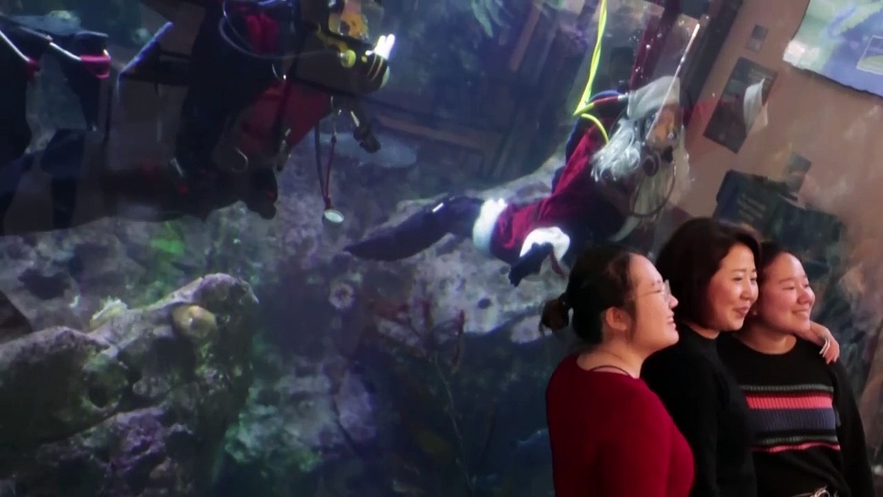 A diving Santa brings festive cheer to the Seattle Aquarium