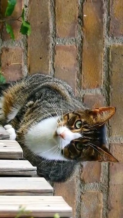 Shorts video-CAT