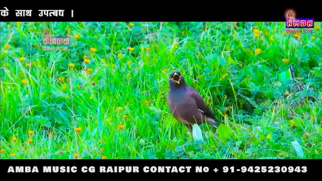 NEW SUWA GEET - करन सुवा - अलका परगनिहा - KARAN SUWA - SUWA GEET CG SONG ALKA CHANDRAKAR - सुवा गीत