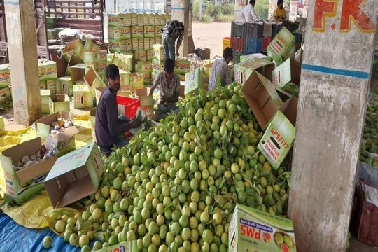 swm: नाम की अमरूद मण्डी, 17 में से केवल 2 ही बैठते है व्यापारी