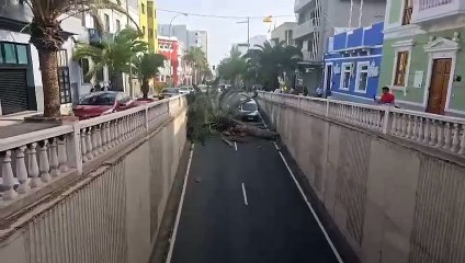 Caida arbol Las Palmas