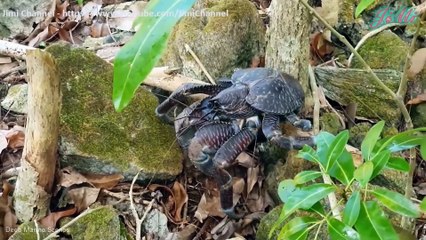 Thế Giới Động Vật - Những Kỹ Năng Sinh Tồn Không Tưởng Của Muôn Loài