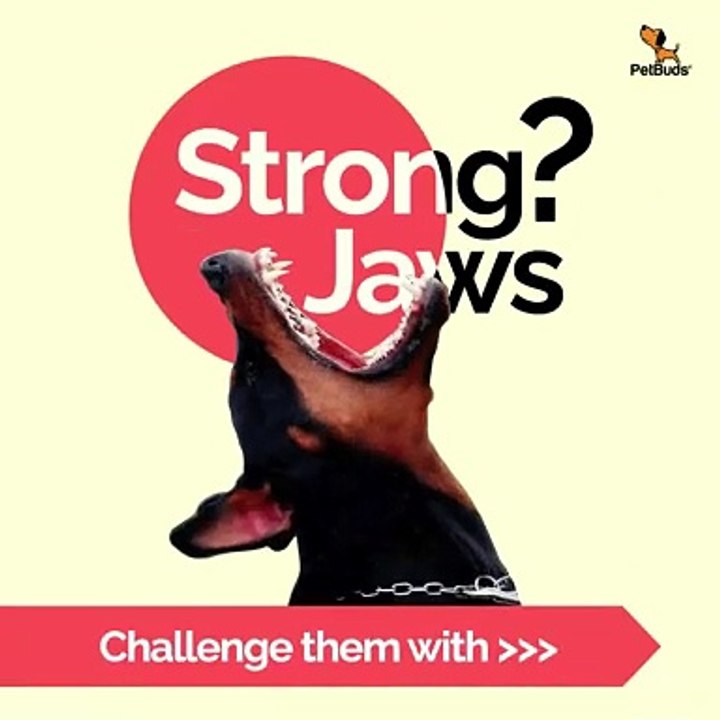 PetBuds Durable Chew Toys for Aggressive Chewers | UK