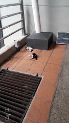 I saw 2 kittens playing together