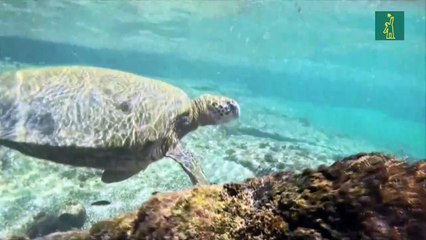 Se abre convocatoria que destinará recursos a Galápagos para canje de deuda de Ecuador