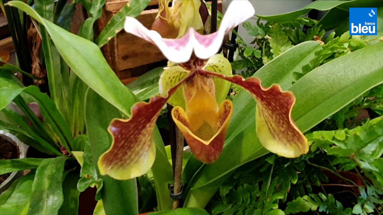 Roland Motte, jardinier : les variétés d'orchidées faciles à entretenir