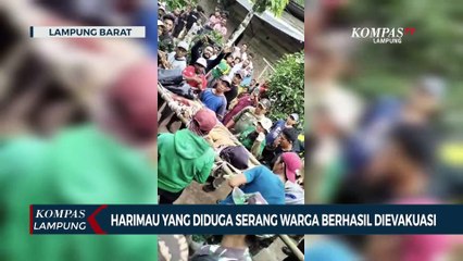 Harimau yang Diduga Serang Warga Berhasil Ditangkap & Dievakuasi