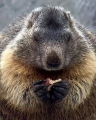 🐱✨ Get ready to be *cat*-ivated! In today’s delightful video, we dive deep