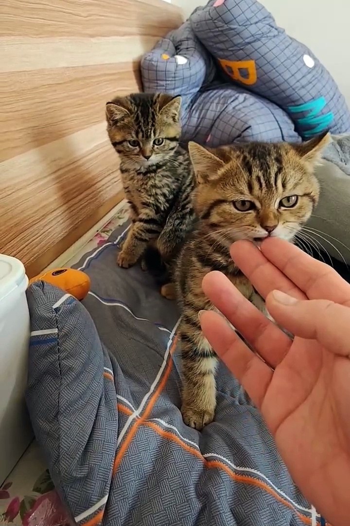 Cute animals #cutespets #animals #cuteanimals #cat