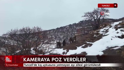 Tunceli'de kış uykusuna yatmayan ayı ailesi görüntülendi