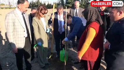 Mersin'de Kestane Üretimi ile Ekonomik Alternatifler Aranıyor