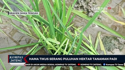 Hama Tikus Serang Puluhan Hektar Tanaman Padi