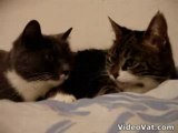 Two-Cats-having-a-conversation