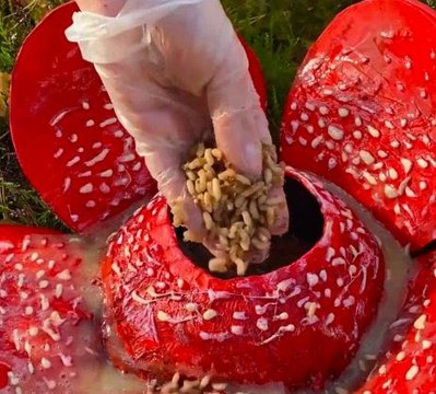 Enchanted forest finds! Most unique mushrooms in nature!