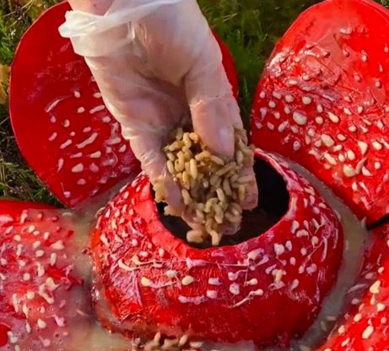 Enchanted forest finds! Most unique mushrooms in nature!