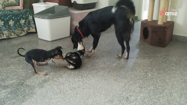 Il filme deux chiots qui ont le même handicap : les internautes sont subjugués par cette curiosité génétique