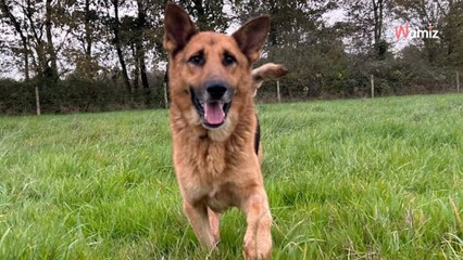 Traumatisée lors de son passage en fourrière, cette chienne espère trouver une famille douce et rassurante